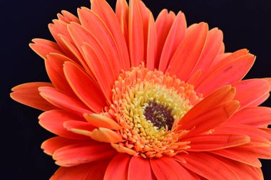 Gerbera çiçeği siyah arkaplanda. Yakın plan.