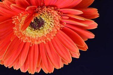 Gerbera çiçeği siyah arkaplanda. Yakın plan.