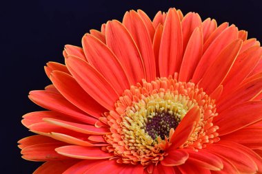 Gerbera çiçeği siyah arkaplanda. Yakın plan.