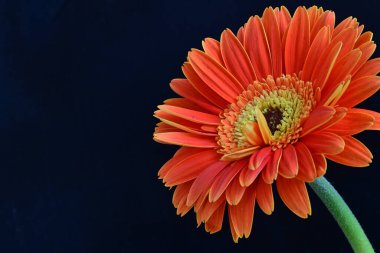 Gerbera çiçeği siyah arkaplanda. Yakın plan.