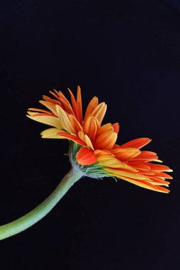 Gerbera çiçeği siyah arkaplanda. Yakın plan.