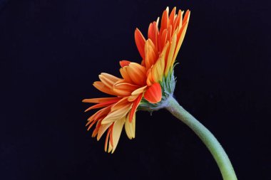 Gerbera çiçeği siyah arkaplanda. Yakın plan.