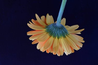 Gerbera çiçeği siyah arkaplanda. Yakın plan.