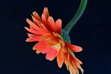 Gerbera çiçeği siyah arkaplanda. Yakın plan.