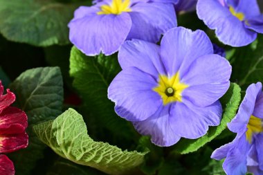 Koyu arkaplanda güzel primula çiçeklerini kapat 