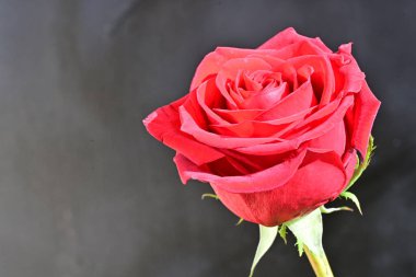 Koyu arkaplanda güzel bir gül. 