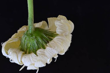 Siyah arkaplanda beyaz gerbera çiçeği