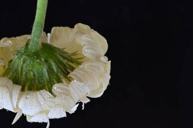 Güzel beyaz bir Gerbera çiçeğine yaklaş.