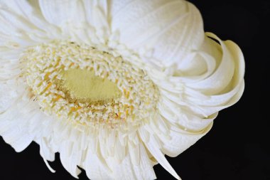 Güzel beyaz bir Gerbera çiçeğine yaklaş.