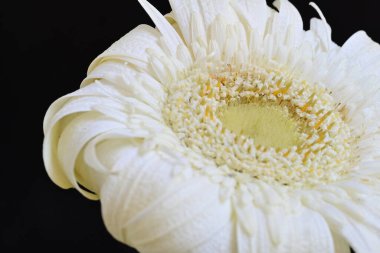 Güzel beyaz bir Gerbera çiçeğine yaklaş.