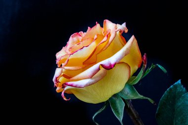 Siyah arka planda güzel bir gül çiçeği