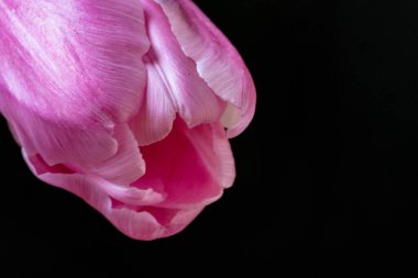 Lale çiçeğini koyu arkaplanda kapat