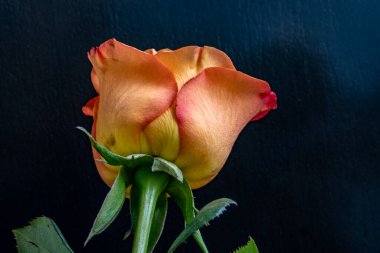 Siyah arka planda güzel bir gül çiçeği