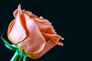 Siyah arka planda güzel bir gül çiçeği