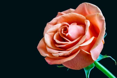 Siyah arka planda güzel bir gül çiçeği