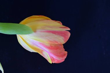 Kapatın güzel lale çiçeğini siyaha 