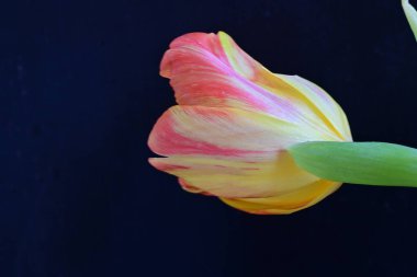 Kapatın güzel lale çiçeğini siyaha 