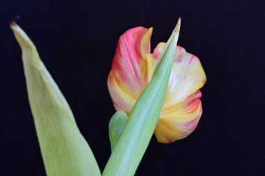 Kapatın güzel lale çiçeğini siyaha 