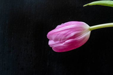 Kapatın güzel lale çiçeğini siyaha 