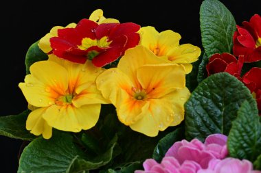 Koyu arkaplanda güzel primula çiçeklerini kapat 