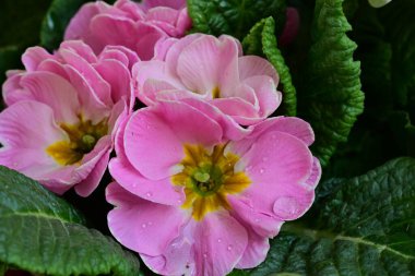 Koyu arkaplanda güzel primula çiçeklerini kapat 