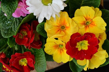 Renkli menekşeler ve beyaz papatya çiçeği 