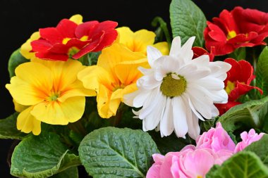 Renkli menekşeler ve beyaz papatya çiçeği 