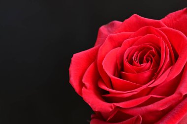 Siyah arkaplandaki güzel gülü kapat