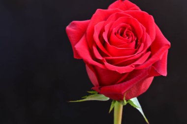 Siyah arkaplandaki güzel gülü kapat
