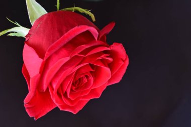 Siyah arkaplandaki güzel gülü kapat