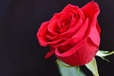 Siyah arkaplandaki güzel gülü kapat