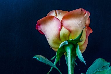 Siyah arkaplandaki güzel gülü kapat