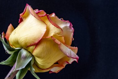 Siyah arkaplandaki güzel gülü kapat