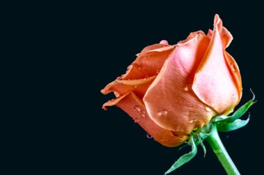 Siyah arkaplandaki güzel gülü kapat