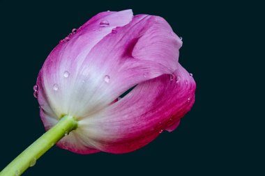 Lale çiçeğini koyu arkaplanda kapat