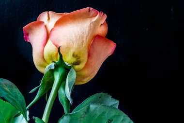 Siyah arkaplandaki güzel gülü kapat