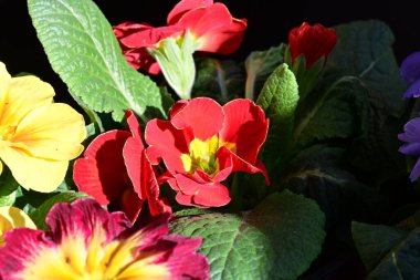 Renkli menekşe çiçeklerini kapat 