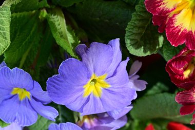 Renkli menekşe çiçeklerini kapat 