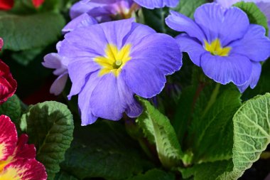 Renkli menekşe çiçeklerini kapat 