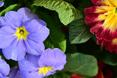 Koyu arkaplanda güzel primula çiçeklerini kapat 