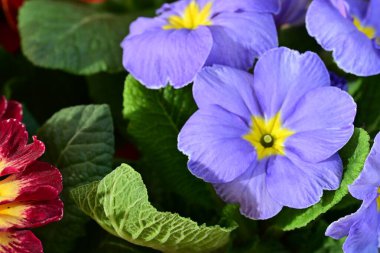 Renkli menekşe çiçeklerini kapat 