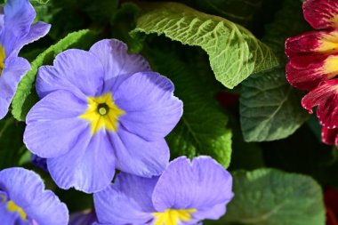 Renkli menekşe çiçeklerini kapat 