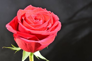 Koyu arkaplanda güzel bir gül. 