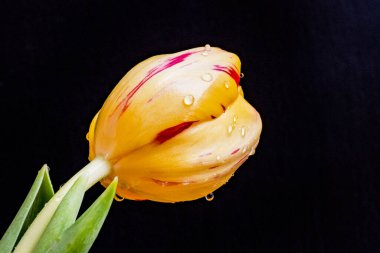 Koyu arkaplanda güzel sarı bir lale