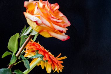 gül ve gerbera çiçekleri siyah arkaplanda 