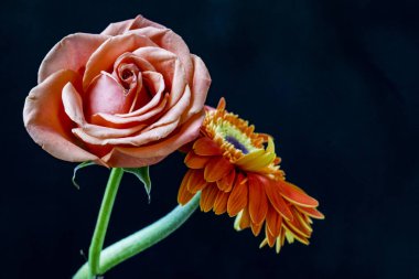 gül ve gerbera çiçekleri siyah arkaplanda 