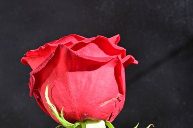 Bulanık arkaplanda kırmızı gülü kapat 