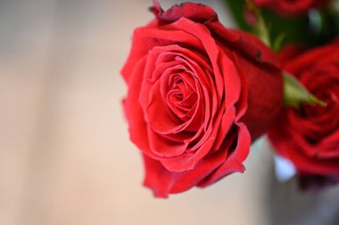 Bulanık arkaplanda kırmızı gülü kapat 