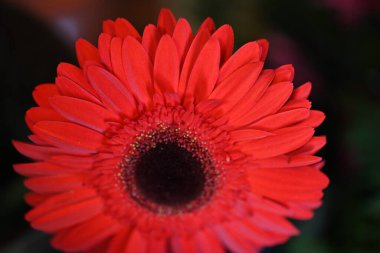 Bulanık arkaplanda güzel Gerbera çiçeğini kapat. 