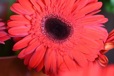 Bulanık arkaplanda güzel Gerbera çiçeğini kapat. 